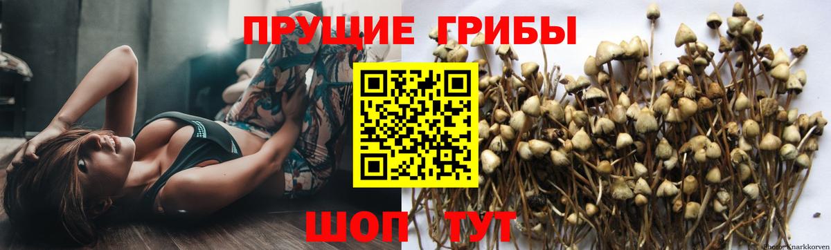 закладки  Усть-Кут  Галлюциногенные грибы мицелий 